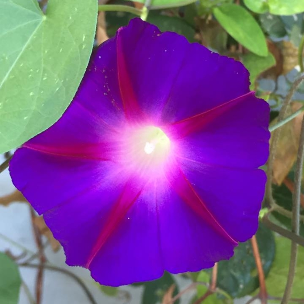 Meet your Posher, Rosemarie